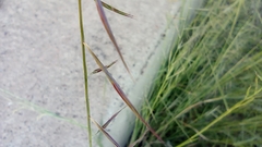 Bouteloua barbata