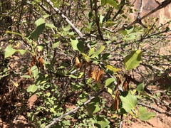 Fraxinus anomala