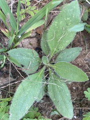 Rudbeckia hirta