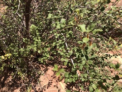 Fraxinus anomala