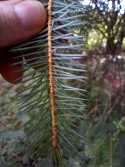 Picea sitchensis