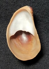 Crepidula onyx