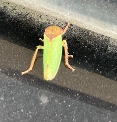 Iassus lanio
