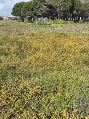 Hermannia multiflora