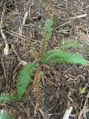 Polystichum munitum