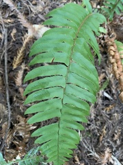 Polystichum munitum