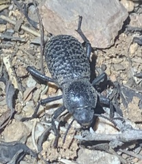 Cryptoglossa variolosa