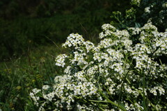 Crambe pinnatifida