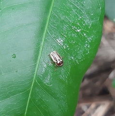 Cryptocephalus
