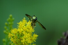 Spilomyia sayi