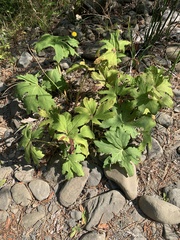 Darmera peltata
