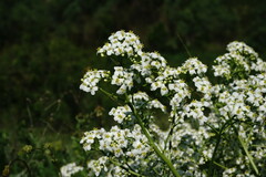 Crambe pinnatifida