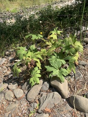Darmera peltata