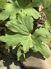 Darmera peltata