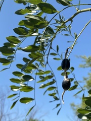 Styphnolobium affine