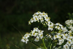 Crambe pinnatifida
