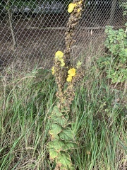 Verbascum densiflorum