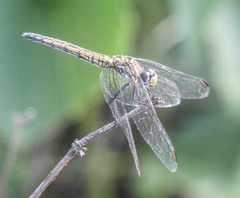 Trithemis furva
