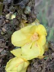 Verbascum densiflorum
