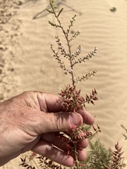 Tamarix ramosissima