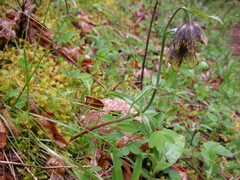 Fritillaria affinis