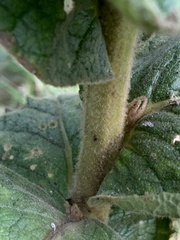 Verbascum densiflorum