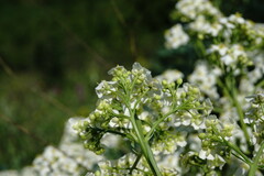 Crambe pinnatifida