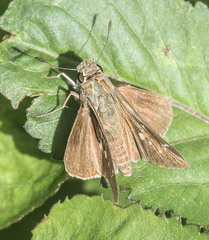 Hesperiinae