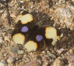 Junonia hierta
