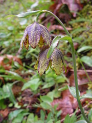 Fritillaria affinis