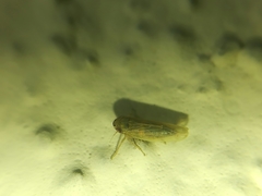 Deltocephalini