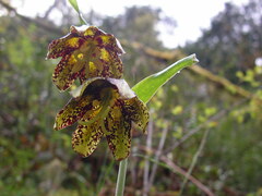 Fritillaria affinis