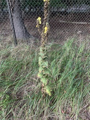 Verbascum densiflorum