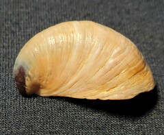 Crepidula onyx
