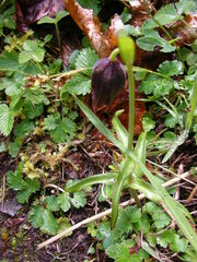 Fritillaria affinis