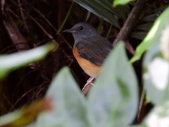 Copsychus malabaricus