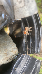 Phidippus regius