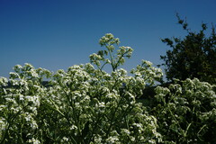 Crambe pinnatifida