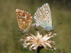 Polyommatus coridon