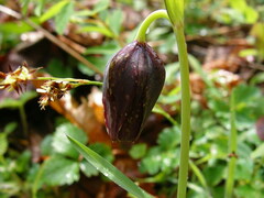 Fritillaria affinis