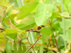 Rhyothemis variegata