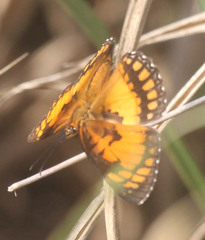 Byblia anvatara