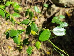 Cassinopsis ilicifolia