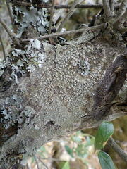Pertusaria pertusa