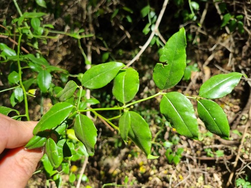 Cassinopsis ilicifolia (Hochst.) Kuntze
