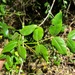 Cassinopsis ilicifolia - Photo (c) Reuben Heydenrych, algunos derechos reservados (CC BY-NC), subido por Reuben Heydenrych