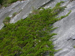 Juniperus sabina