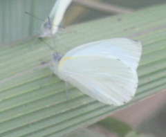 Appias epaphia