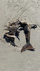 Delphinoidea