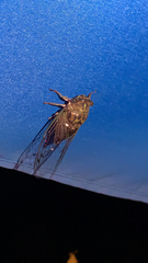 Neotibicen pruinosus